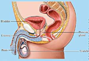 පුරස්‌ථි ග්‍රන්ථි ඉදිමීම