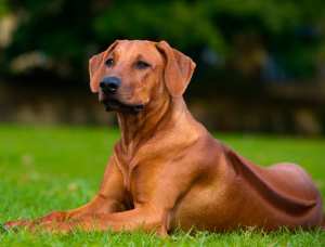 සිංහයන්ටත් බය නැති බල්ලෙක් Rhodesian Ridgeback