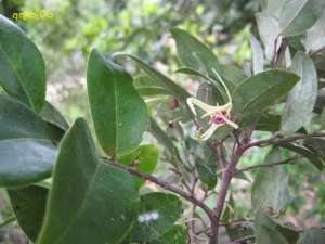 අතුකැටිය [ xylopia parviflora ]