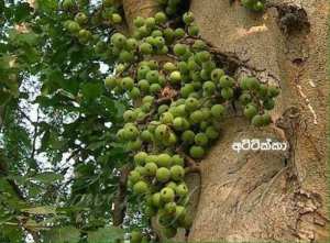 අට්ටික්කා [Ficus racemosa]