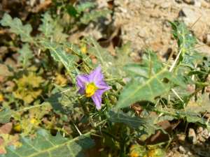 කටුවැල්බටු [ Solanum virginianum ]