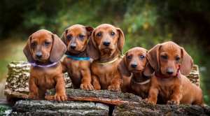 කුඩා නිවසකට ගැළපෙන ඩැෂන්ඩ් dachshund