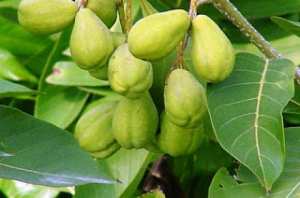 අරළු [Terminalia Chebula‌]