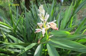 අරත්ත [Alpinia sp.]