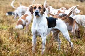 දඩයමට ඉතාම දක්ෂ English Foxhound