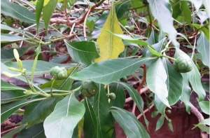 අහු (Morinda citrifolia)