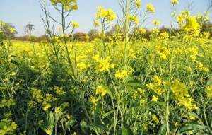 අබ (Brassica juncea)