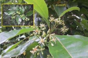 අංකෙන්ද (Acronychia pedunculata)