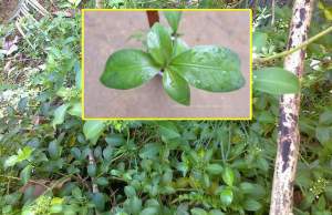 ගොනුකෑ / ගොනිකා වැල් [Gonuke / Gonika] (Psychotria sarmentosa)