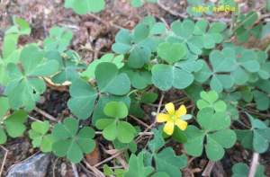 ඇඹුල් ඇඹිලිය (Oxalis corniculata)