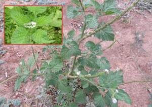 ඇත්හොඬ (Heliotropium indicum)