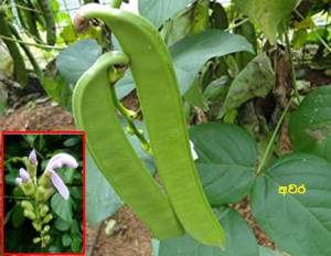 අවර (Canavalia gladiata)