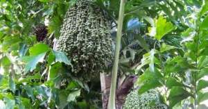 කිතුල් (Caryota urens)